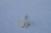 Filename=Arctic Fox.JPG
Filesize=34KiB
Dimensions=800x533
Date added=Apr 13, 2007 Arctic Fox.JPG