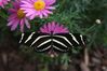 Filename=Butterfly.jpg
Filesize=59KiB
Dimensions=800x533
Date added=Feb 28, 2008 Butterfly.jpg