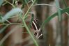 Filename=Butterfly_2.jpg
Filesize=46KiB
Dimensions=800x533
Date added=Feb 28, 2008 Butterfly_2.jpg
