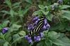 Filename=Butterfly__.jpg
Filesize=78KiB
Dimensions=800x533
Date added=Feb 28, 2008 Butterfly__.jpg