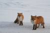 Filename=Dos Fox.JPG
Filesize=51KiB
Dimensions=800x533
Date added=Apr 13, 2007 Dos Fox.JPG