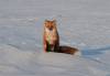 Filename=Foxy.jpg
Filesize=58KiB
Dimensions=800x559
Date added=Apr 13, 2007 Foxy.jpg