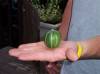 Filename=Little melon.JPG
Filesize=55KiB
Dimensions=800x599
Date added=Aug 26, 2005 Little melon.JPG
