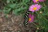 Filename=butterfly_4.jpg
Filesize=70KiB
Dimensions=800x533
Date added=Feb 28, 2008 butterfly_4.jpg