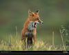 Filename=fox-denali-alaska-644060-xl.jpg
Filesize=344KiB
Dimensions=1280x1024
Date added=Feb 27, 2008 fox-denali-alaska-644060-xl.jpg